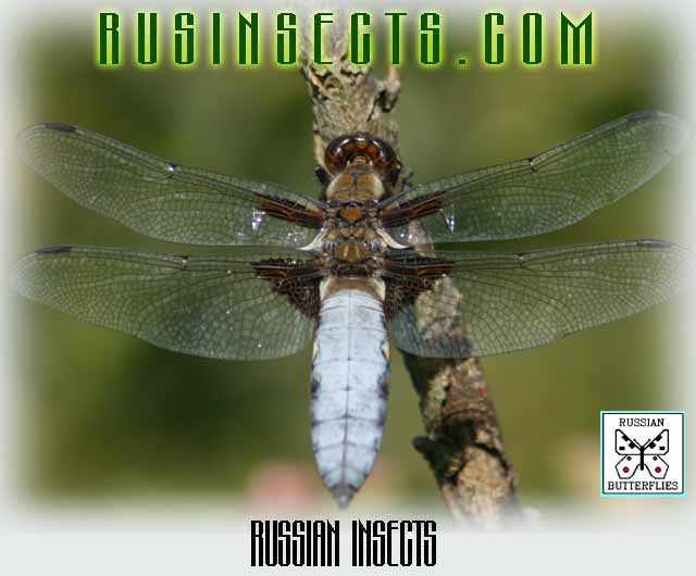Click to enter Russian Insects website