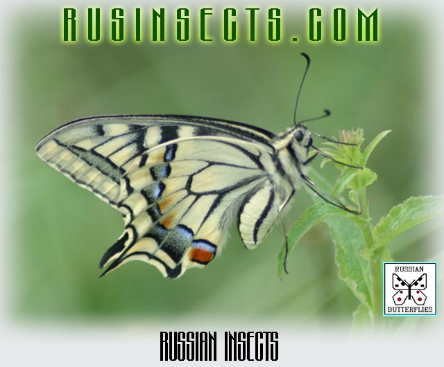 Click to enter Russian Insects website