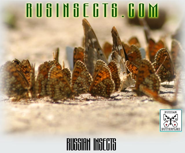 Click to enter Russian Insects website